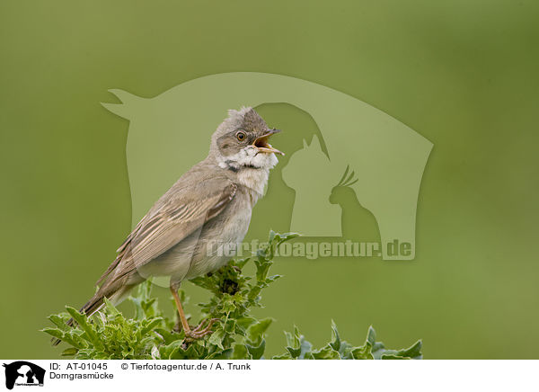 Dorngrasm�cke / Whitethroat / AT-01045