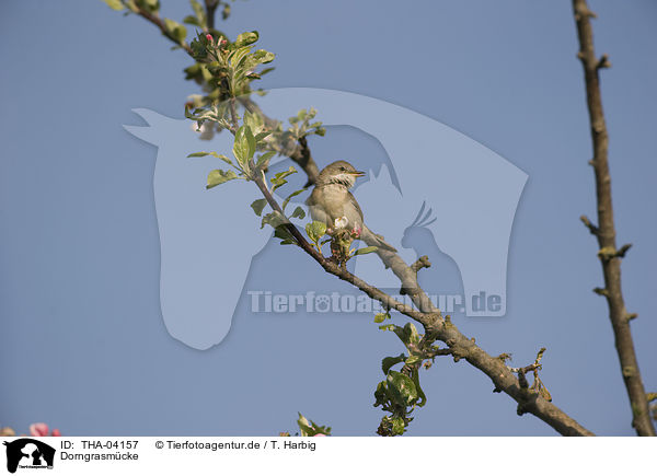 Dorngrasm�cke / common whitethroat / THA-04157