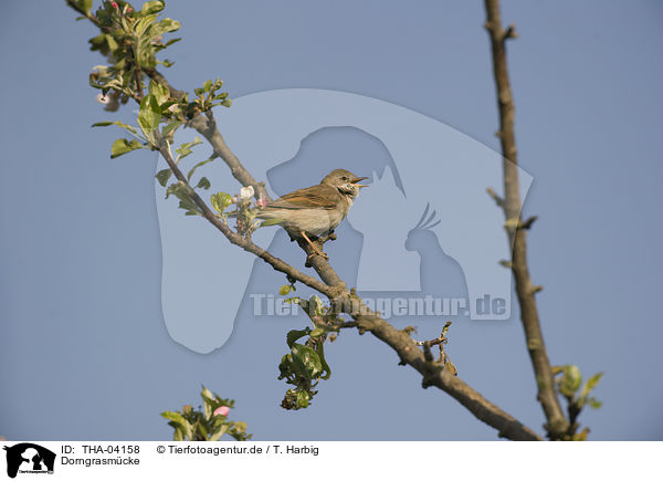 Dorngrasm�cke / common whitethroat / THA-04158