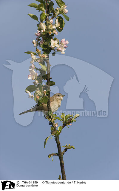 Dorngrasm�cke / common whitethroat / THA-04159