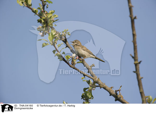 Dorngrasm�cke / common whitethroat / THA-04160