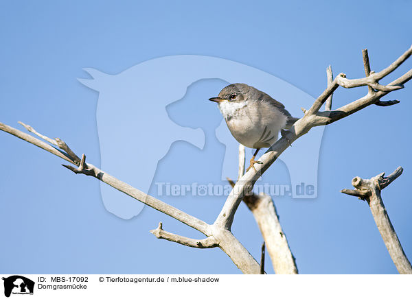 Dorngrasm�cke / common whitethroat / MBS-17092