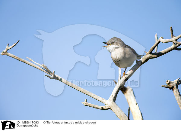 Dorngrasm�cke / common whitethroat / MBS-17093