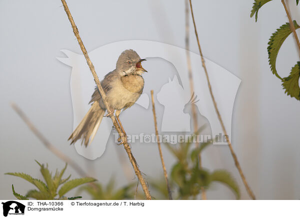 Dorngrasm�cke / greater whitethroat / THA-10366
