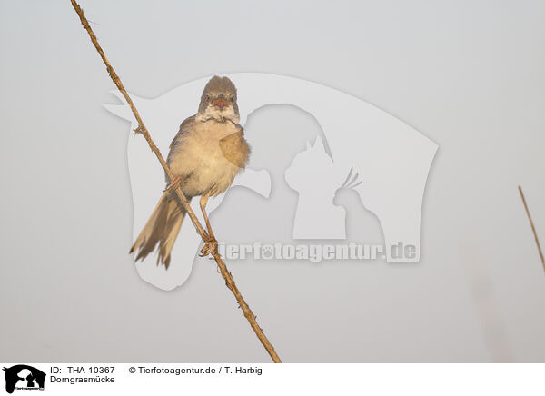 Dorngrasm�cke / greater whitethroat / THA-10367