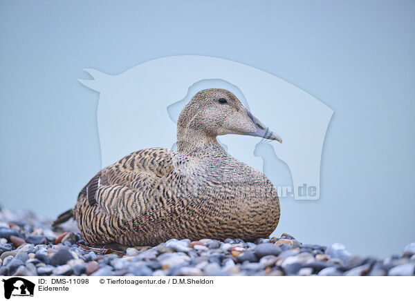 Eiderente / eider duck / DMS-11098