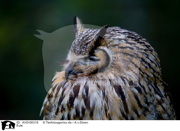 Eule / owl / AVD-06316