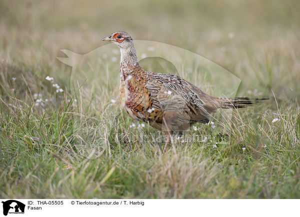 Fasan / common pheasant / THA-05505