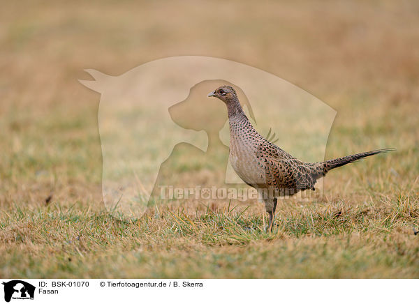 Fasan / common pheasant / BSK-01070
