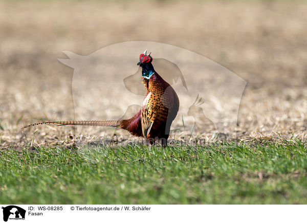Fasan / common, pheasant / WS-08285