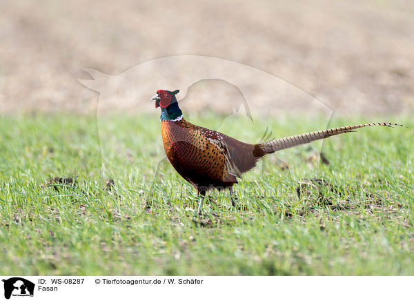 Fasan / common pheasant / WS-08287