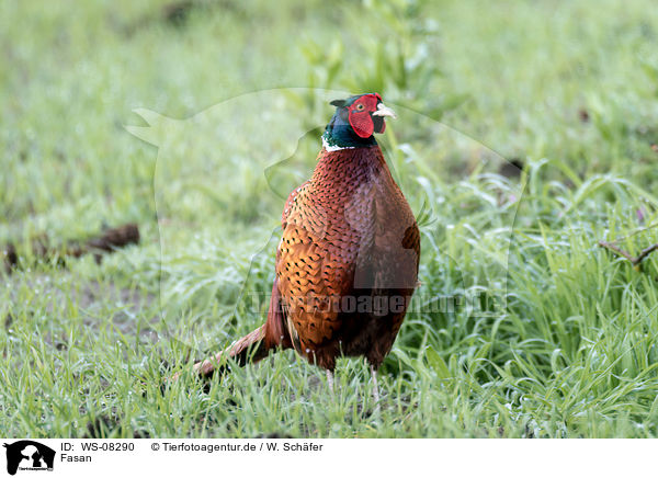 Fasan / common pheasant / WS-08290