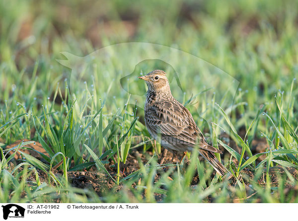Feldlerche / Eurasian skylark / AT-01962
