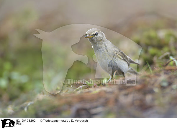 Fitis / willow warbler / DV-03262