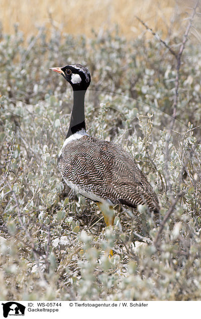 Gackeltrappe / WS-05744