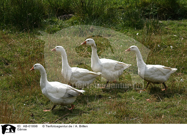 G�nse / geese / AB-01898