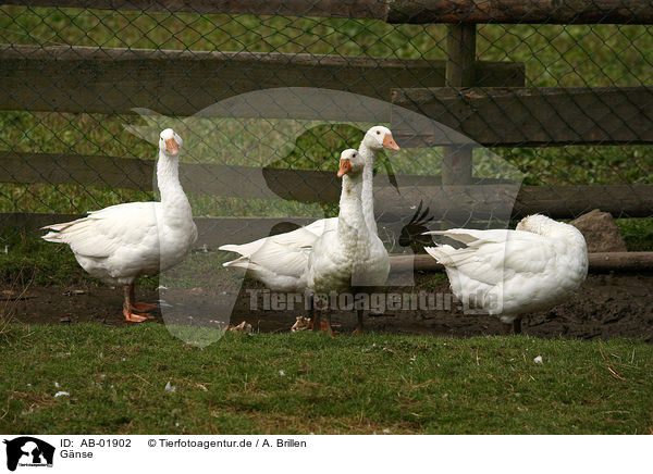 G�nse / geese / AB-01902