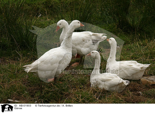 G�nse / geese / AB-01903