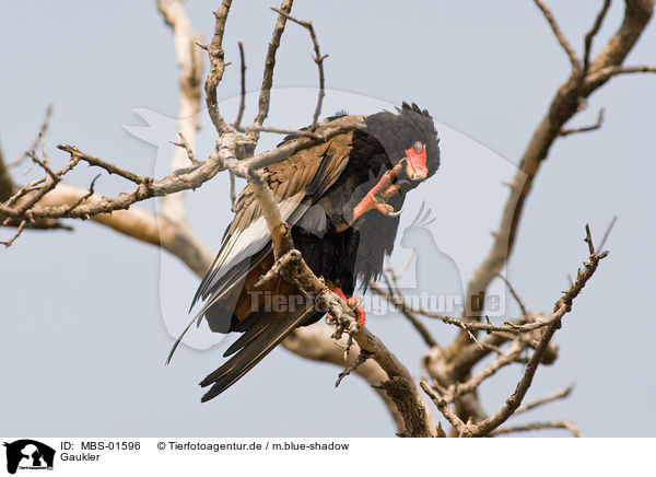 Gaukler / bateleur / MBS-01596