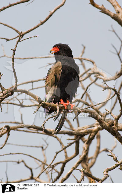 Gaukler / bateleur / MBS-01597
