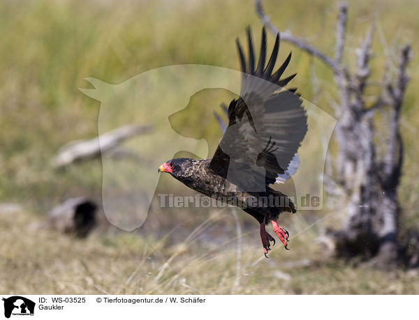 Gaukler / WS-03525