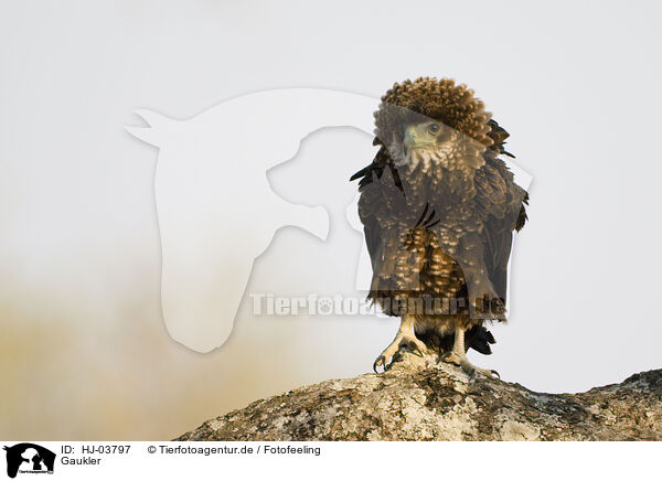 Gaukler / HJ-03797