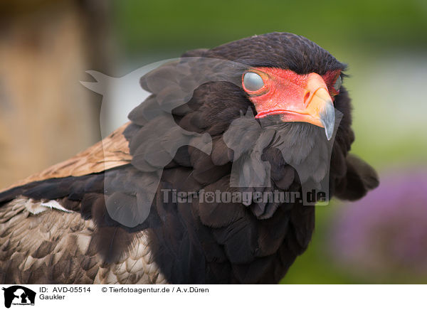 Gaukler / AVD-05514