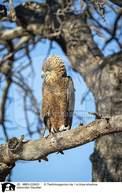 sitzender Gaukler / MBS-22800
