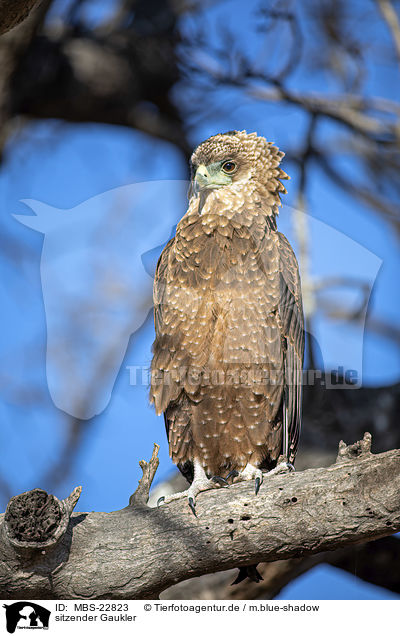 sitzender Gaukler / MBS-22823