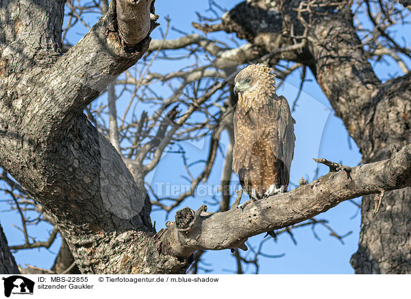 sitzender Gaukler / sitting Bateleur Eagle / MBS-22855