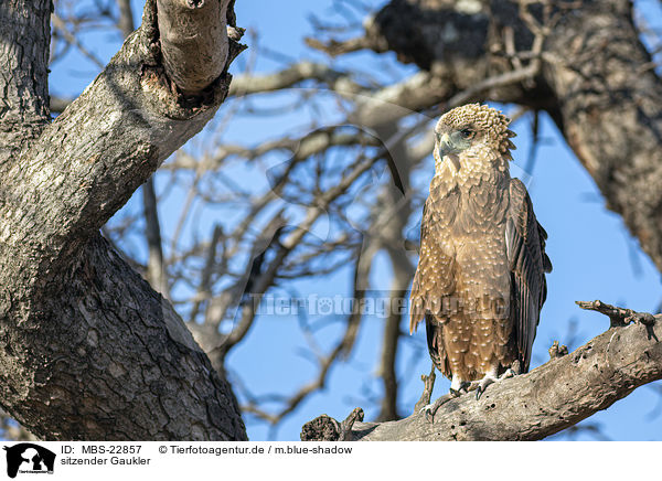sitzender Gaukler / sitting Bateleur Eagle / MBS-22857