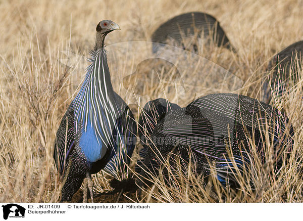 Geierperlh�hner / vulturine guineafowls / JR-01409