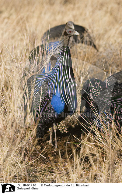Geierperlh�hner / vulturine guineafowls / JR-01410