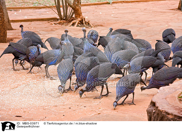 Geierperlh�hner / vulturine guineafowls / MBS-03971
