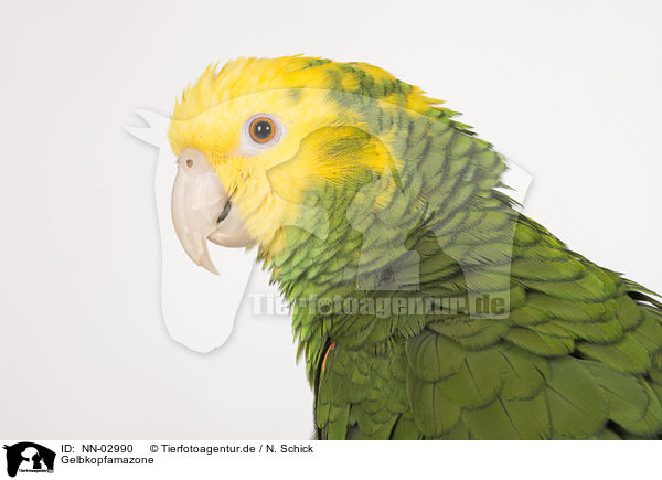 Gelbkopfamazone / yellow-headed amazon / NN-02990