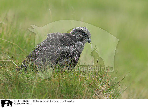 junger Gerfalke / young gyrfalcon / FF-03762