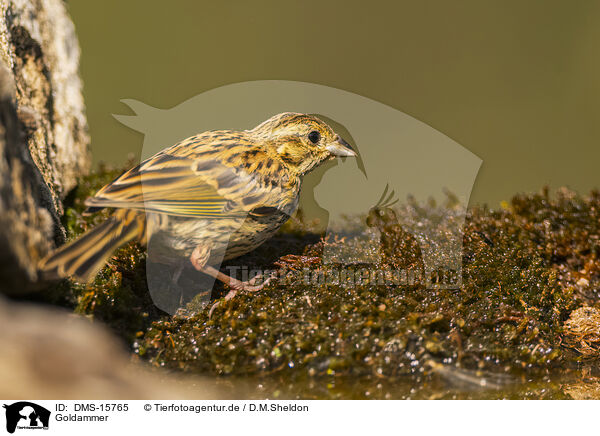 Goldammer / yellowhammer / DMS-15765