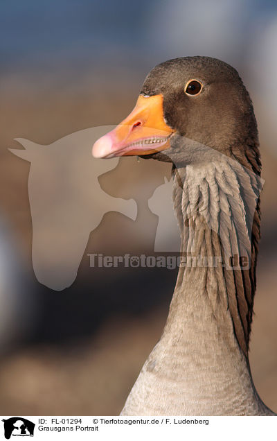 Grausgans Portrait / greylag goose / FL-01294