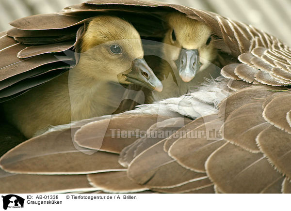 Graugansk�ken / young graylag geese / AB-01338