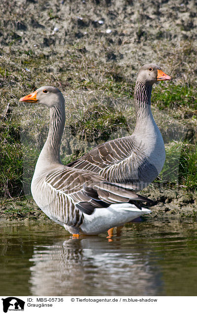 Graug�nse / greylag geese / MBS-05736
