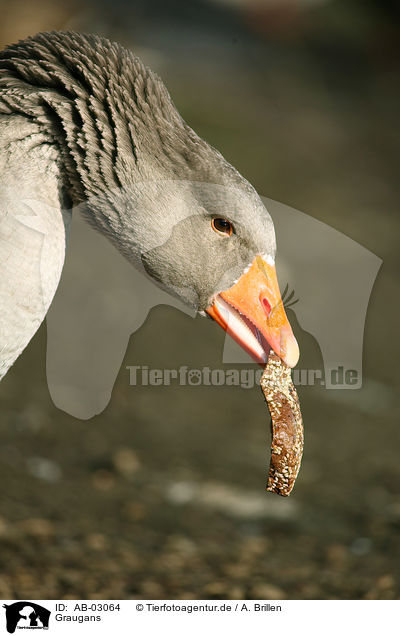 Graugans / greylag goose / AB-03064