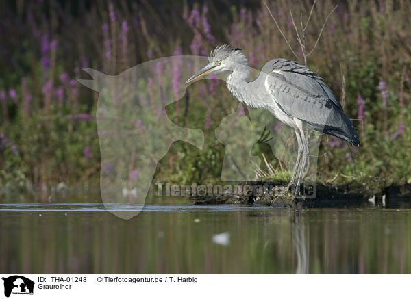 Graureiher / grey heron / THA-01248