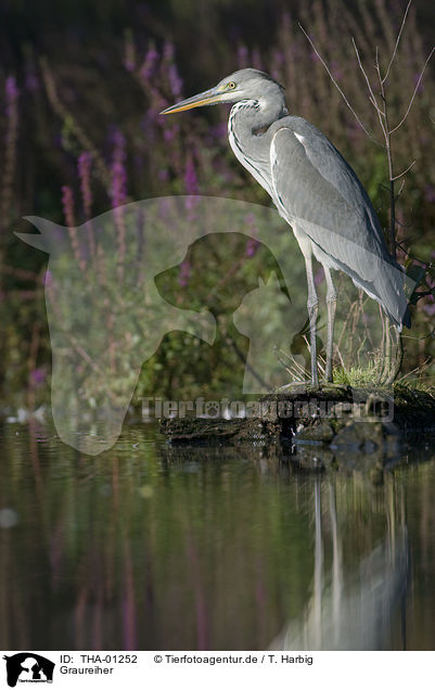 Graureiher / grey heron / THA-01252