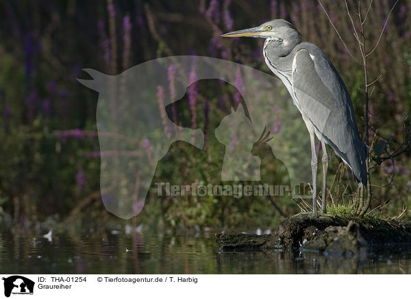 Graureiher / grey heron / THA-01254