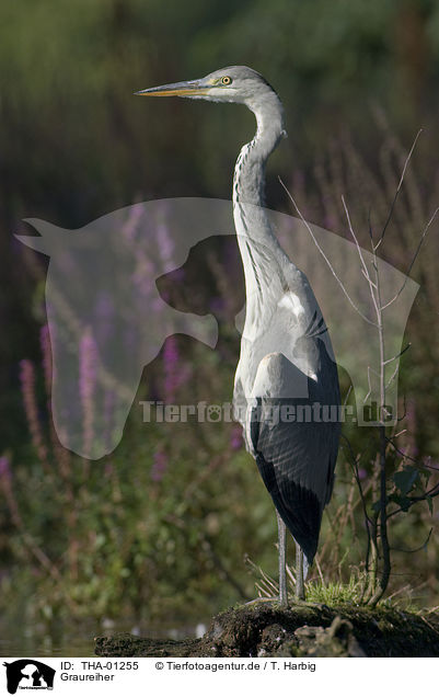 Graureiher / grey heron / THA-01255