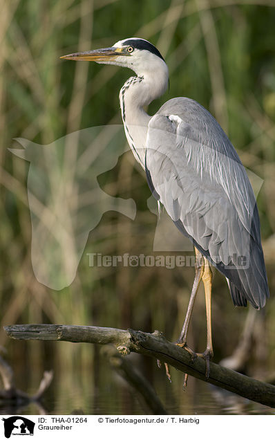 Graureiher / grey heron / THA-01264