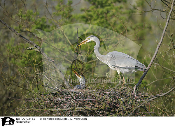 Graureiher / grey heron / DV-03152