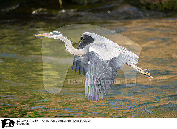 Graureiher / grey heron / DMS-11235