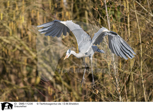 Graureiher / grey heron / DMS-11236