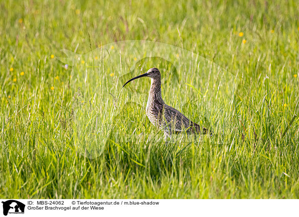 Gro�er Brachvogel auf der Wiese / Great curlew in the meadow / MBS-24062